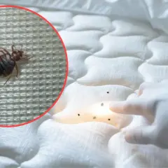 Widoczne odchody pluskwy na białej pościeli. W powiększeniu widać pluskwę.