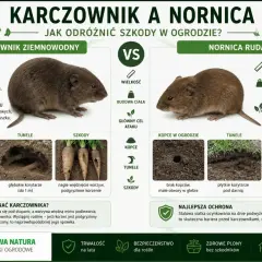 Karczownik ziemnowodny i nornica ruda - jak odróżnić szkody w ogrodzie? Stalowa siatka to skuteczna bariera przed szkodnikami, w tym karczownikami.
