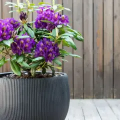 Piękny fioletowy rododendron w donicy, idealny do uprawy na tarasie.