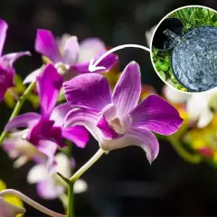 Piękne storczyki Dendrobium Nobile. Klucz do udanej uprawy w domu to odpowiednie nawadnianie.