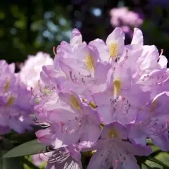 Piękne, fioletowe kwiaty rododendronu. Kiedy sadzić rododendron? Najlepiej wiosną lub jesienią, by zapewnić mu dobre ukorzenienie.