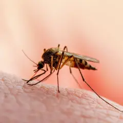 Komar na skórze, szukamy domowych sposobów na komary, by uniknąć ukąszeń.