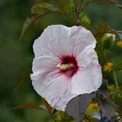 Piękny, biały hibiskus bagienny z bordowym środkiem, pokryty kroplami deszczu. Jego uprawa w ogrodzie to prawdziwa ozdoba.