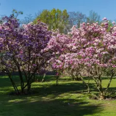 Dwie kwitnące magnolie w pełnym rozkwicie, z różowymi kwiatami. Wiosna pokazuje, jak szybko rośnie magnolia.