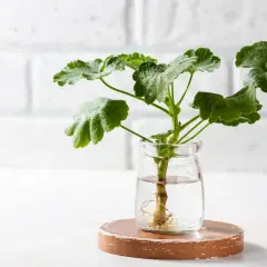 Dłonie sadzą młodą pelargonię do doniczki. To prosty sposób, jak zrobić sadzonki pelargonii, by cieszyć się ich pięknem.