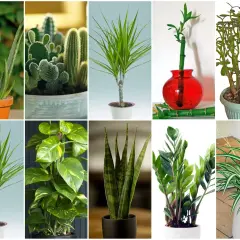 Kolekcja niewymagających kwiatów doniczkowych: aloes, kaktusy, dracena, bambus szczęścia, grubosz, epipremnum, sansewieria, zamiokulkas i zielistka.