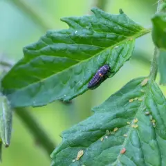 Larwa biedronki poluje na mszyce na zielonym liściu pomidora.