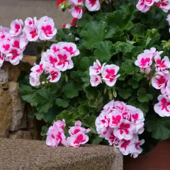 Pelargonie w donicy, kwitnące na różowo i biało, rosną w żyznej ziemi do pelargonii.