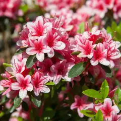 Kwitnący rododendron w pełnym rozkwicie, jego różowo-białe kwiaty tworzą barwną plamę na tle zielonych liści.