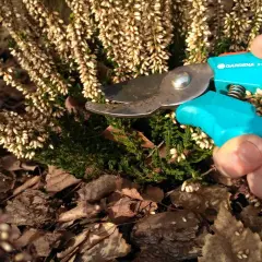 Przycinanie wrzosów po zimie to klucz do ich wiosennego rozkwitu. Sekator Gardeny gotowy do pracy.