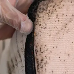 Rękawiczka w białej gumce ujawnia pluskwy w łóżku, ukryte w szwach materaca.