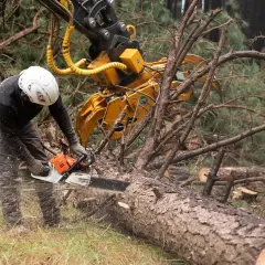 Drwal w kasku i z piłą łańcuchową tnie powalone drzewo, w tle maszyna leśna.