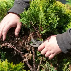 Dłonie przycinają uschnięte gałęzie tui. Sprawdź, jaka jest przycinanie tui cena i zadbaj o swój ogród.