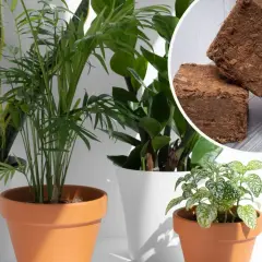 Zdrowe rośliny doniczkowe rosną w żyznej ziemi kokosowej. W rogu widać sprasowane kostki tego naturalnego podłoża.