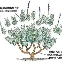 Ilustracja pokazuje, kiedy przycinamy lawendę. Zeszłoroczne pędy skracamy o 1/3, unikając cięcia zdrewniałych, dolnych pędów.