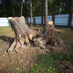 Kara za wycięcie drzewa: ile zapłacisz? Sprawdź przepisy
