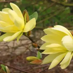 Dwie delikatne, żółte magnolie rozkwitają na gałęziach, zapowiadając wiosnę.