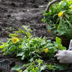 Ręce w białych rękawiczkach wyrywają chwasty w ogrodzie. Obok kosz pełen zebranych ziół i żółtych kwiatów.