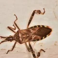 Brązowy owad z paskami na odwłoku, znany jako śmierdziuch, siedzi na jasnej, chropowatej powierzchni.