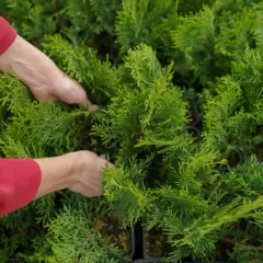 Dłonie w czerwonej bluzie delikatnie przycinają czubki młodych tui, formując ich kształt.