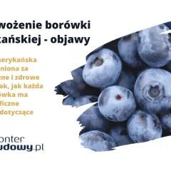 Objawy przenawożenia borówki amerykańskiej. Zdjęcie przedstawia zbliżenie na dojrzałe, niebieskie owoce borówki.