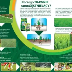 Gęsta, zielona trawa, która szybko się regeneruje i jest odporna na choroby. Taki trawnik sam się zagęszcza, tworząc piękny dywan.