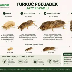 Turkuć podjadek: od jaja do dorosłego osobnika. Poznaj jego fazy rozwoju, cechy i miejsca występowania.