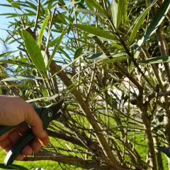 Dłoń z sekatorami wykonuje oleander przycinanie. Krzew z zielonymi liśćmi i gałęziami.