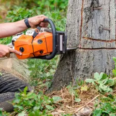 Drwal w pomarańczowej kamizelce tnie drzewo piłą łańcuchową.