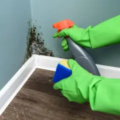 Ręce w zielonych rękawiczkach rozpylają środek na pleśń na ścianie i szorują ją gąbką.