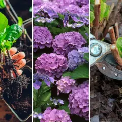 Trzy panele: sadzonka hortensji z korzeniami, fioletowe kwiaty hortensji, sekator przycinający pędy hortensji.