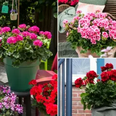 Pelargonia Calliope w donicach zdobią taras i wejście do domu. Krwistoczerwone i różowe kwiaty tworzą barwne kompozycje.