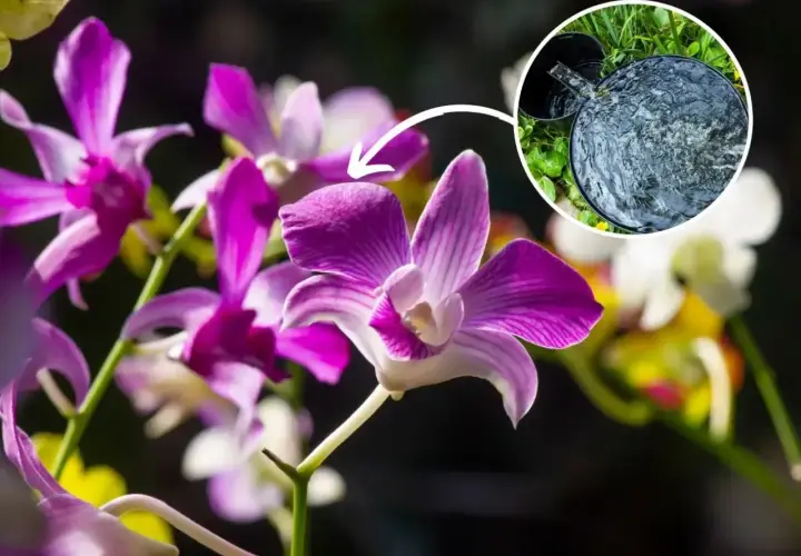 Piękne storczyki Dendrobium Nobile. Klucz do udanej uprawy w domu to odpowiednie nawadnianie.