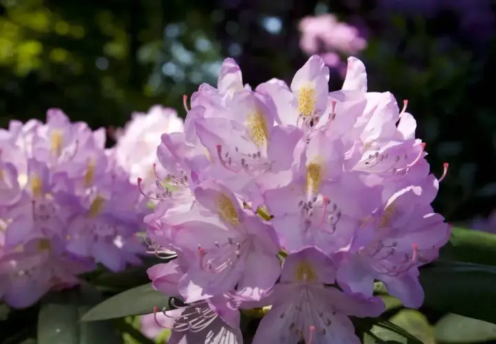 Piękne, fioletowe kwiaty rododendronu. Kiedy sadzić rododendron? Najlepiej wiosną lub jesienią, by zapewnić mu dobre ukorzenienie.