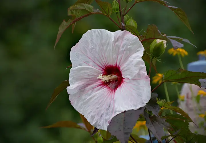 Piękny, biały hibiskus bagienny z bordowym środkiem, pokryty kroplami deszczu. Jego uprawa w ogrodzie to prawdziwa ozdoba.