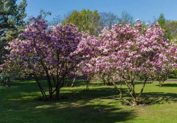 Dwie kwitnące magnolie w pełnym rozkwicie, z różowymi kwiatami. Wiosna pokazuje, jak szybko rośnie magnolia.