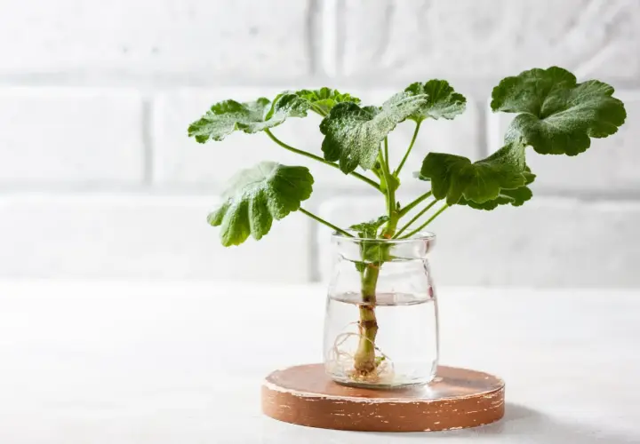 Dłonie sadzą młodą pelargonię do doniczki. To prosty sposób, jak zrobić sadzonki pelargonii, by cieszyć się ich pięknem.