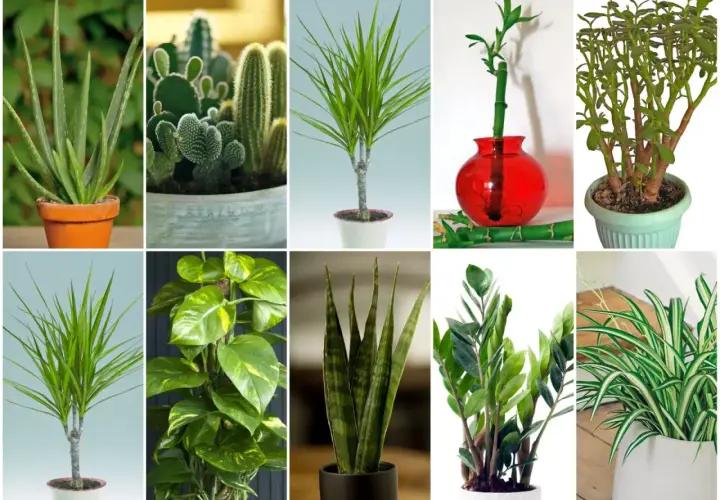Kolekcja niewymagających kwiatów doniczkowych: aloes, kaktusy, dracena, bambus szczęścia, grubosz, epipremnum, sansewieria, zamiokulkas i zielistka.