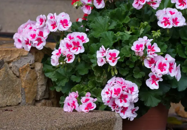 Pelargonie w donicy, kwitnące na różowo i biało, rosną w żyznej ziemi do pelargonii.