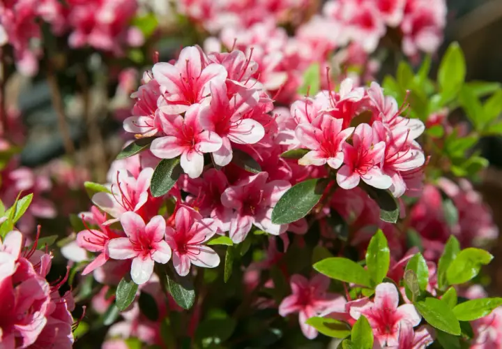 Kwitnący rododendron w pełnym rozkwicie, jego różowo-białe kwiaty tworzą barwną plamę na tle zielonych liści.