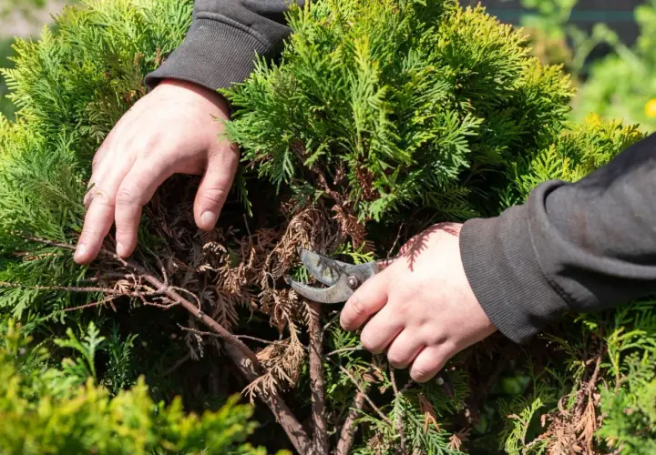 Dłonie przycinają uschnięte gałęzie tui. Sprawdź, jaka jest przycinanie tui cena i zadbaj o swój ogród.