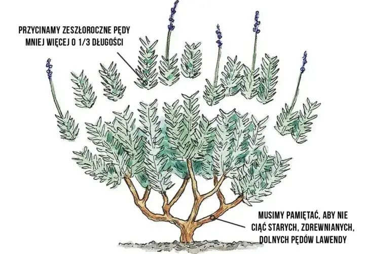 Ilustracja pokazuje, kiedy przycinamy lawendę. Zeszłoroczne pędy skracamy o 1/3, unikając cięcia zdrewniałych, dolnych pędów.