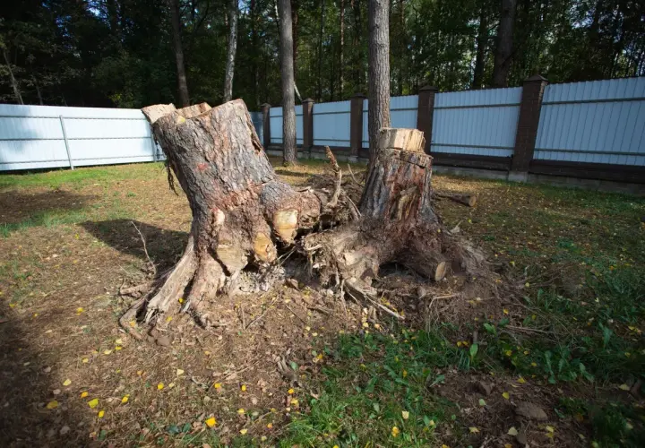 Kara za wycięcie drzewa: ile zapłacisz? Sprawdź przepisy