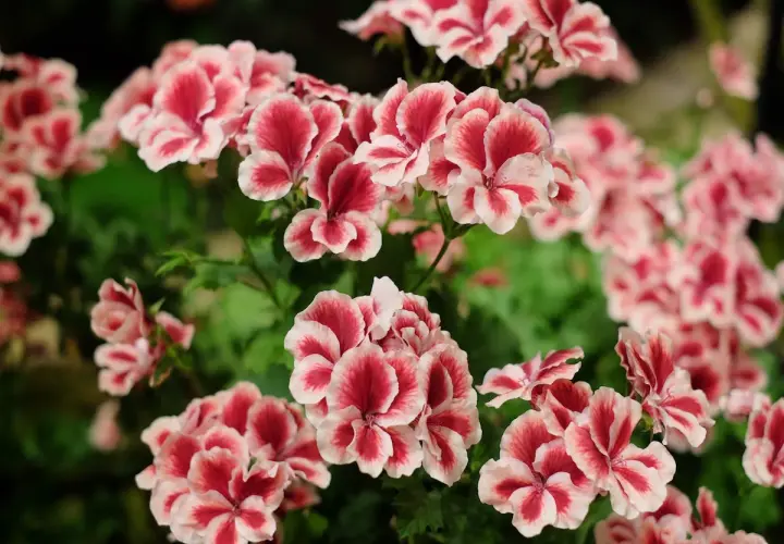 Kwitnące pelargonie angielskie o dwukolorowych płatkach w odcieniach różu i bieli tworzą bujne kępy.