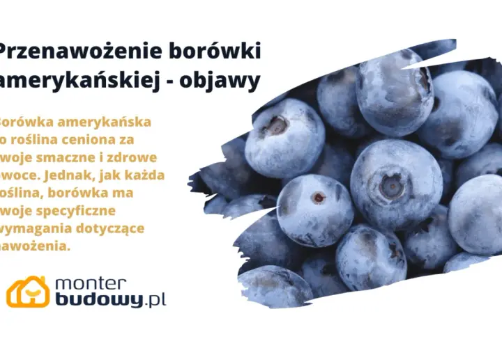 Objawy przenawożenia borówki amerykańskiej. Zdjęcie przedstawia zbliżenie na dojrzałe, niebieskie owoce borówki.