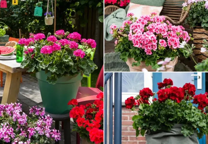Pelargonia Calliope w donicach zdobią taras i wejście do domu. Krwistoczerwone i różowe kwiaty tworzą barwne kompozycje.