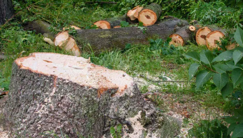Wycinka drzewa na posesji: Obwód pnia bez zezwolenia poradnik