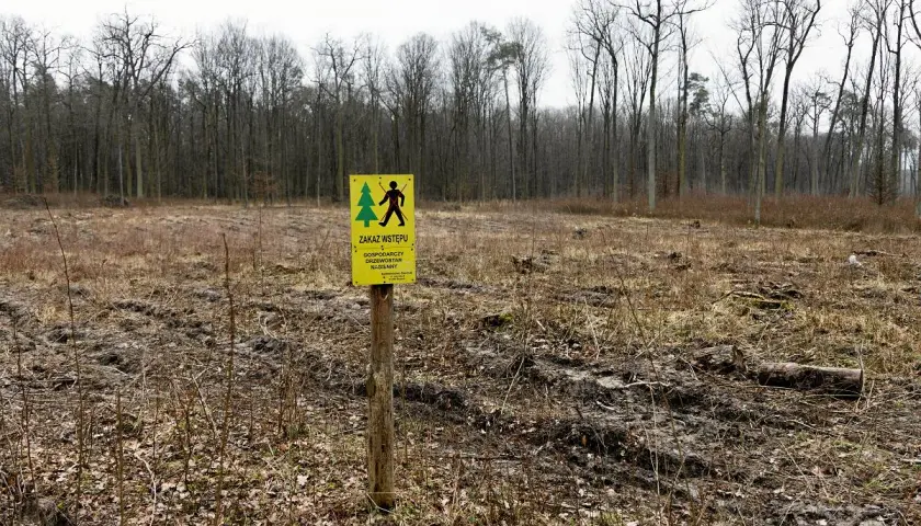 Żółty znak zakazu wstępu na drewnianym słupku na tle wylesionej polany i lasu.