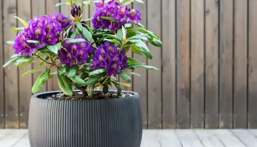 Piękny fioletowy rododendron w donicy, idealny do uprawy na tarasie.