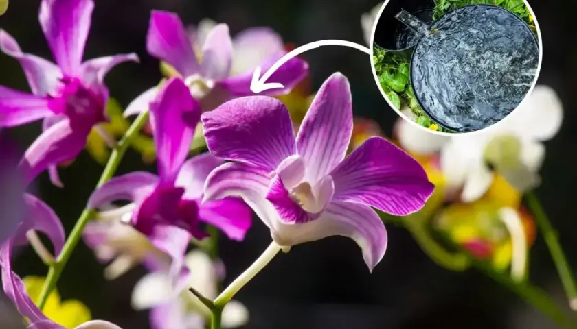 Piękne storczyki Dendrobium Nobile. Klucz do udanej uprawy w domu to odpowiednie nawadnianie.